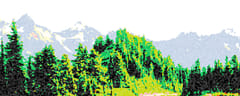 Green halftone pine forest in front of pale blue mountains.